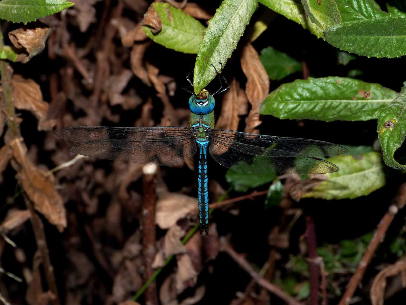 Anax imperator e Sympetrum sp. addormentati